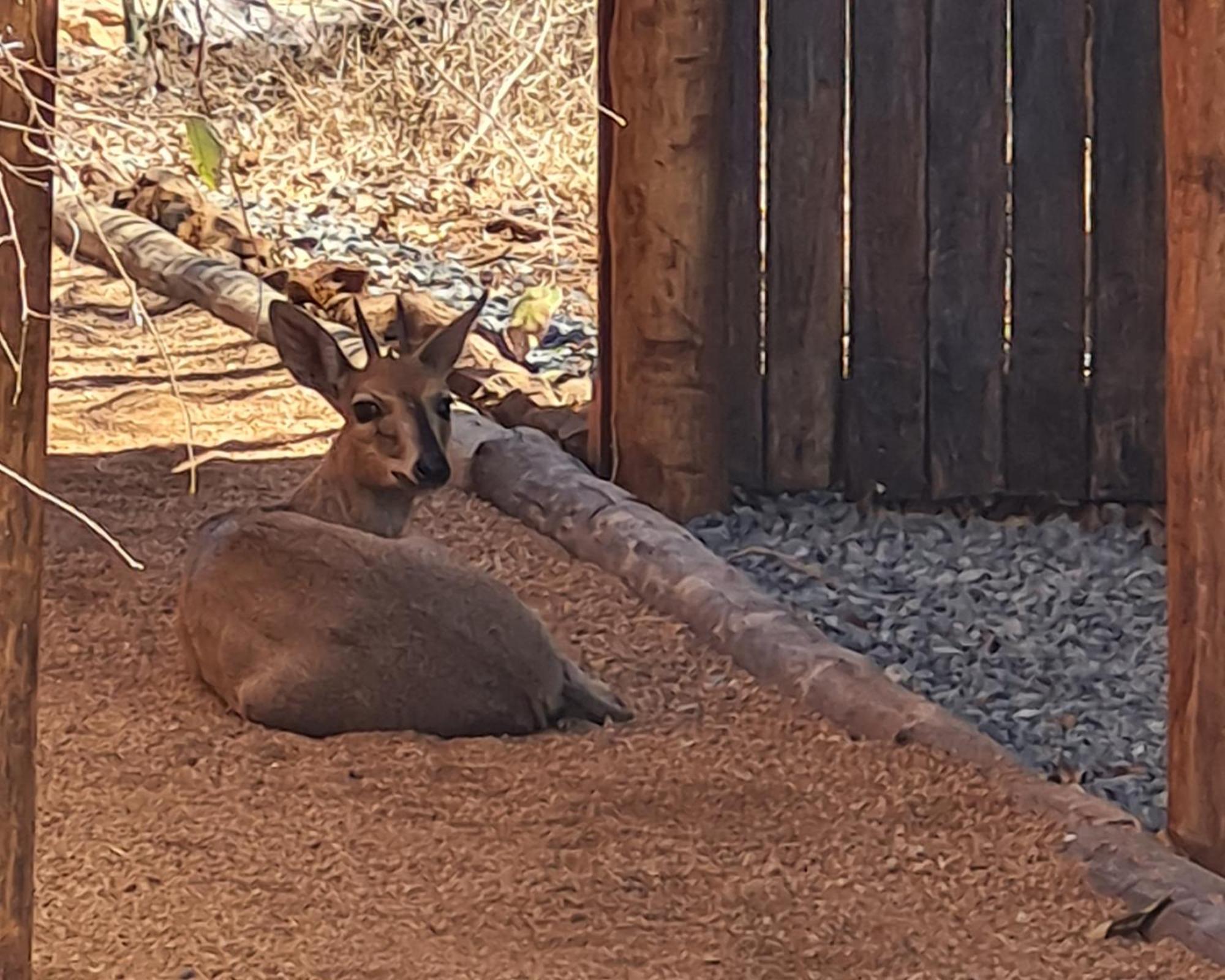 The Dreamcatcher Lodge Hoedspruit Esterno foto